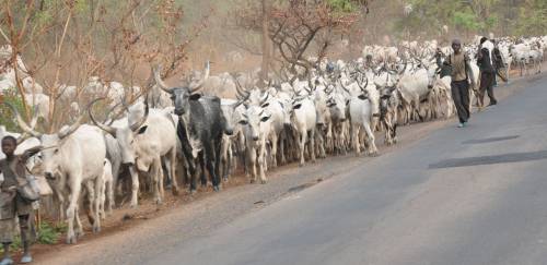 Fulani herders in Nigeria (royaltimes.net)