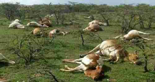 Dead cattle, allegedly shot and killed by police during shootout with herders (Standard Media)