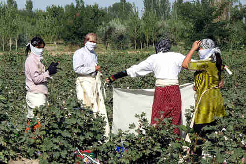 Women working as forced laborers pick cotton in Uzbekistan in the Fergana Valley (EurasiaNet)