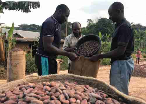 Anglophone Cameroon cocoa farmers have been forced to abandon their crops and flee the violence from the Francophone security forces (Reuters)