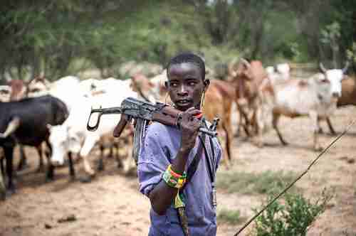 Boy guarding herd of cattle in Nigeria